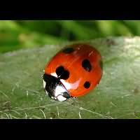 Sevenspotted Lady Beetle