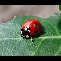 Coccinella septempunctata