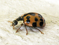 Multicoloured Asian Ladybird