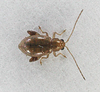 picture of Longitarsus species, Longitarsus sp.