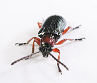 picture of Cereal Leaf Beetle, Oulema melanopus