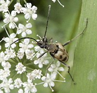 photograph of Pachytodes cerambyciformis