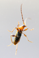 picture of Violet Tanbark Borer, Phymatodes testaceus