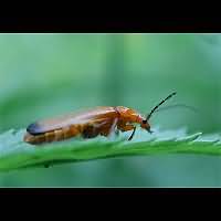 photograph of Soldier Beetle (Rhagonycha fulva)