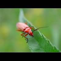 foto van Kleine Rode Weekschildkever(Rhagonycha fulva)