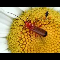 foto van Kleine Rode Weekschildkever(Rhagonycha fulva)