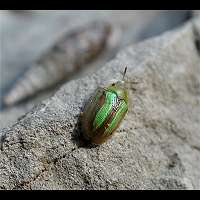 foto vanBordered Tortoise Beetle