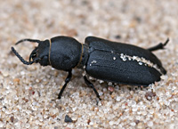 photograph Spondylis buprestoides