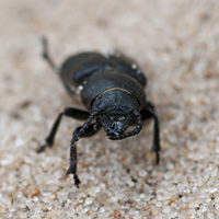 picture of Black Longicorn Beetle, Spondylis buprestoides