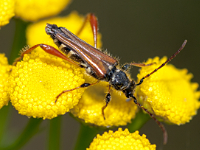 foto van  Stenopterus rufus