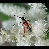 picture of , Stenopterus rufus