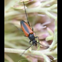 foto van Zwartpuntsmalbok, Stenurella melanura