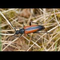 foto van Zwartpuntsmalbok, Stenurella melanura