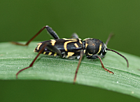 foto van , Xylotrechus antilope