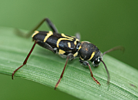 picture of , Xylotrechus antilope