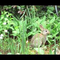 Foto van Oryctolagus cuniculus