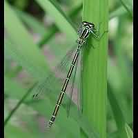 foto Coenagrion puella, vrouw