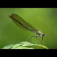 Photograph of Calopteryx splendens