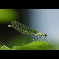 foto Calopteryx splendens