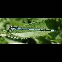 picture Coenagrion puella