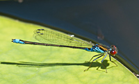 photograph of Small Red-eyed damselfly, Erythromma viridulum