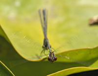 photograph of Small Red-eyed damselfly, Erythromma viridulum