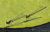 foto van Small Redeyed damselfly, Erythromma viridulum