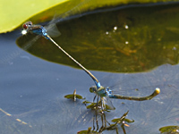 photograph of Small Red-eyed damselfly, Erythromma viridulum