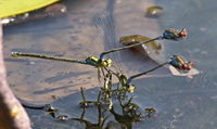 photograph of Small Redeyed damselfly, Erythromma viridulum