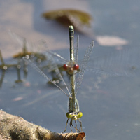 photograph of Small Red-eyed damselfly, Erythromma viridulum