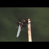 foto Libellula depressa