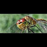 foto Sympetrum sanguineum