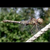 picture Sympetrum striolatum