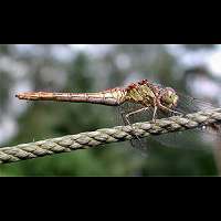 picture Vagrant Darter