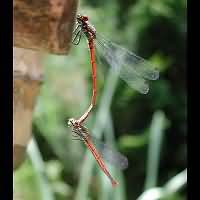 picture Large Red Damselfly