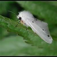 photograph of Cycnia mendica