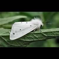 photograph of the Muslin Moth