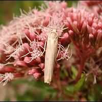 photograph of Eilema complana