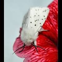 photograph of the White Ermine