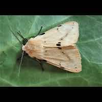 photograph of Spilosoma lutea