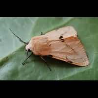 foto Spilosoma lutea