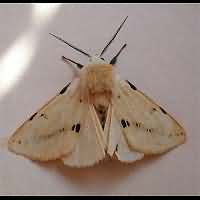 foto Spilosoma luteum