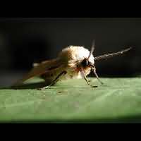 photograph of Buff Ermine