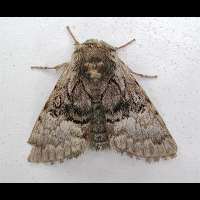 picture Nut-tree Tussock