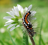 picture Euproctis similis