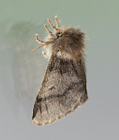 picture of Oak Processionary Moth