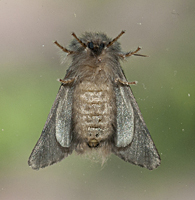 picture of Thaumetopoea processionea