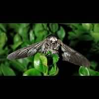 photograph of Peppered Moth