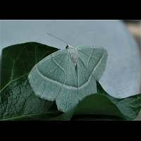 photograph of Campaea margaritata