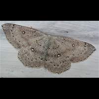 foto van Cyclophora albipunctata